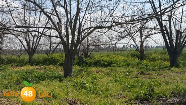 roben tabee3ar (13).JPG